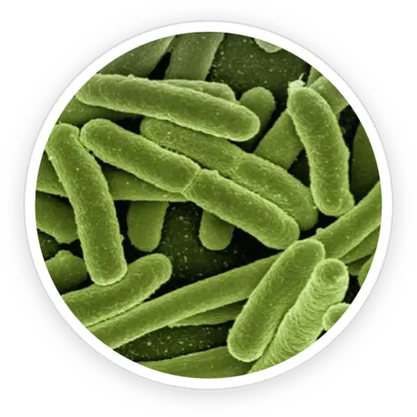 Microscopic-style product image for Bifidobacterium lactis BL-04