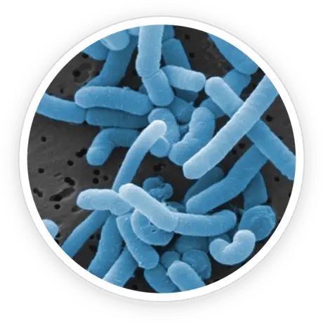 Microscopic-style product image for Lactobacillus paracasei