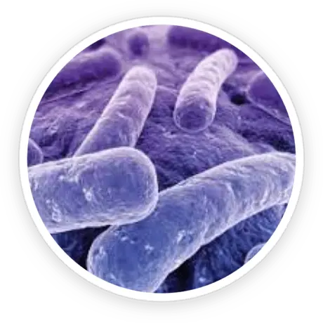 Microscopic-style product image for Lactobacillus reuteri